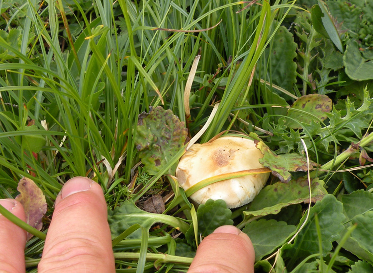 Funghi dei prati trentini